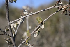 Ceanothus tomentosus tomentosus