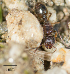 Formicidae