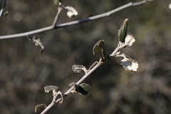Ceanothus tomentosus tomentosus