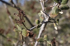 Ceanothus tomentosus tomentosus