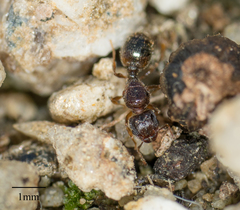 Formicidae