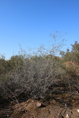 Ceanothus tomentosus tomentosus