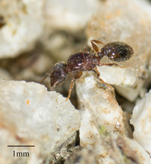 Formicidae