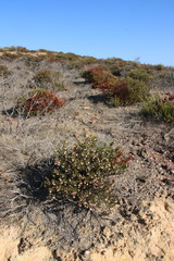 Arctostaphylos myrtifolia