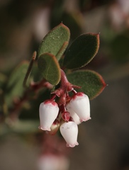Arctostaphylos myrtifolia