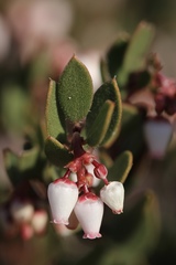 Arctostaphylos myrtifolia