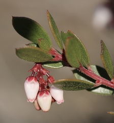 Arctostaphylos myrtifolia