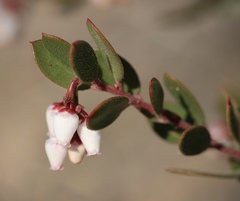 Arctostaphylos myrtifolia