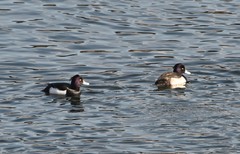 Aythya fuligula