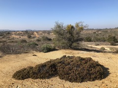 Arctostaphylos myrtifolia