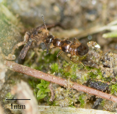 Falagriini