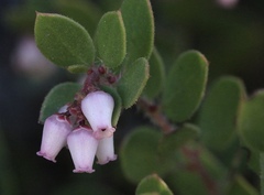 Arctostaphylos myrtifolia