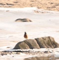 Phoenicurus auroreus