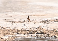 Phoenicurus auroreus