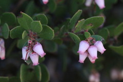Arctostaphylos myrtifolia