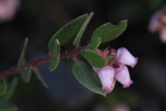 Arctostaphylos myrtifolia