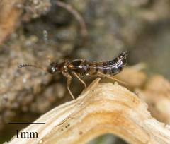Falagriini