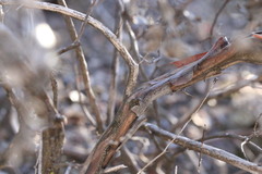 Arctostaphylos myrtifolia