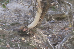 Arctostaphylos myrtifolia