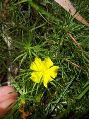 Hibbertia prostrata