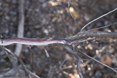 Arctostaphylos myrtifolia