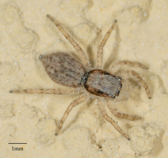 Menemerus bivittatus