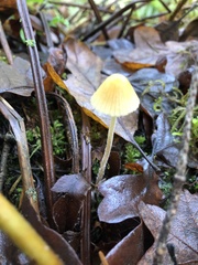 Mycena oregonensis