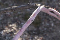 Arctostaphylos myrtifolia