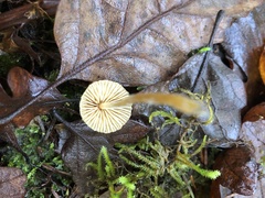 Mycena oregonensis