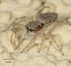 Menemerus bivittatus
