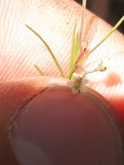 Platysace heterophylla heterophylla