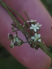 Platysace heterophylla heterophylla