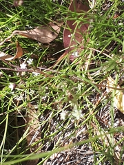 Platysace heterophylla heterophylla