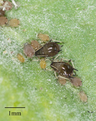 Aphis craccivora