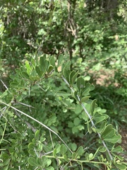 Gymnosporia maranguensis