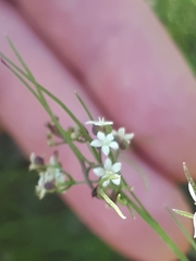 Platysace heterophylla heterophylla