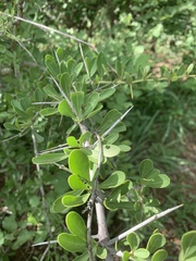Gymnosporia maranguensis