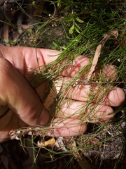 Platysace heterophylla heterophylla