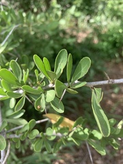 Gymnosporia maranguensis