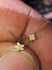 Platysace heterophylla heterophylla