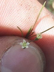 Platysace heterophylla heterophylla