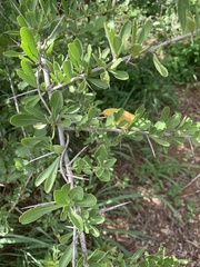 Gymnosporia maranguensis