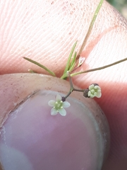 Platysace heterophylla heterophylla