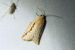 Meritastis