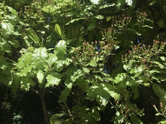 Brachyglottis perdicioides