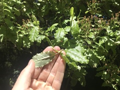 Brachyglottis perdicioides