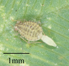 Therioaphis trifolii