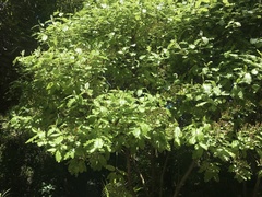 Brachyglottis perdicioides