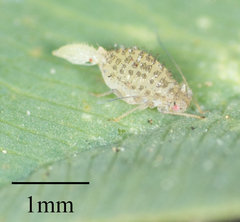 Therioaphis trifolii