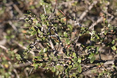 Ceanothus lemmonii